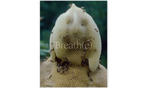 Breath e