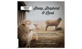 Sheep shepherd and the land