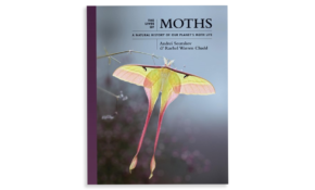 The lives of moths