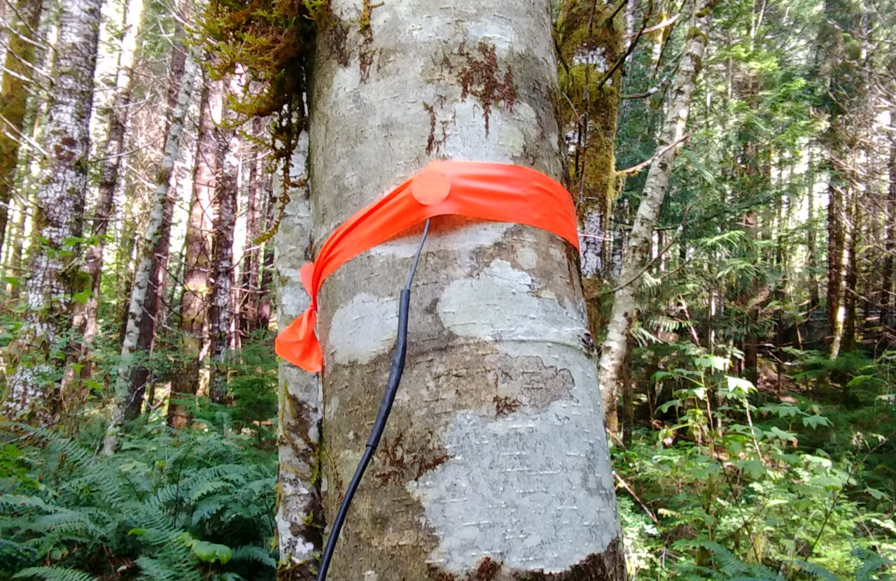 Stethoscope on tree2