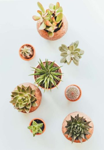 Small Space Gardening Club events page
