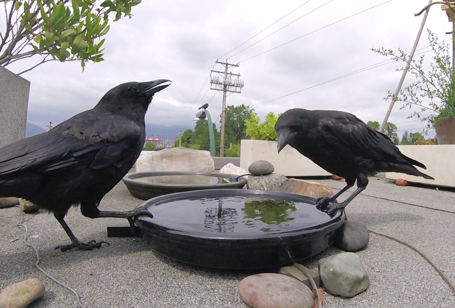 Bird Park crows EDIT