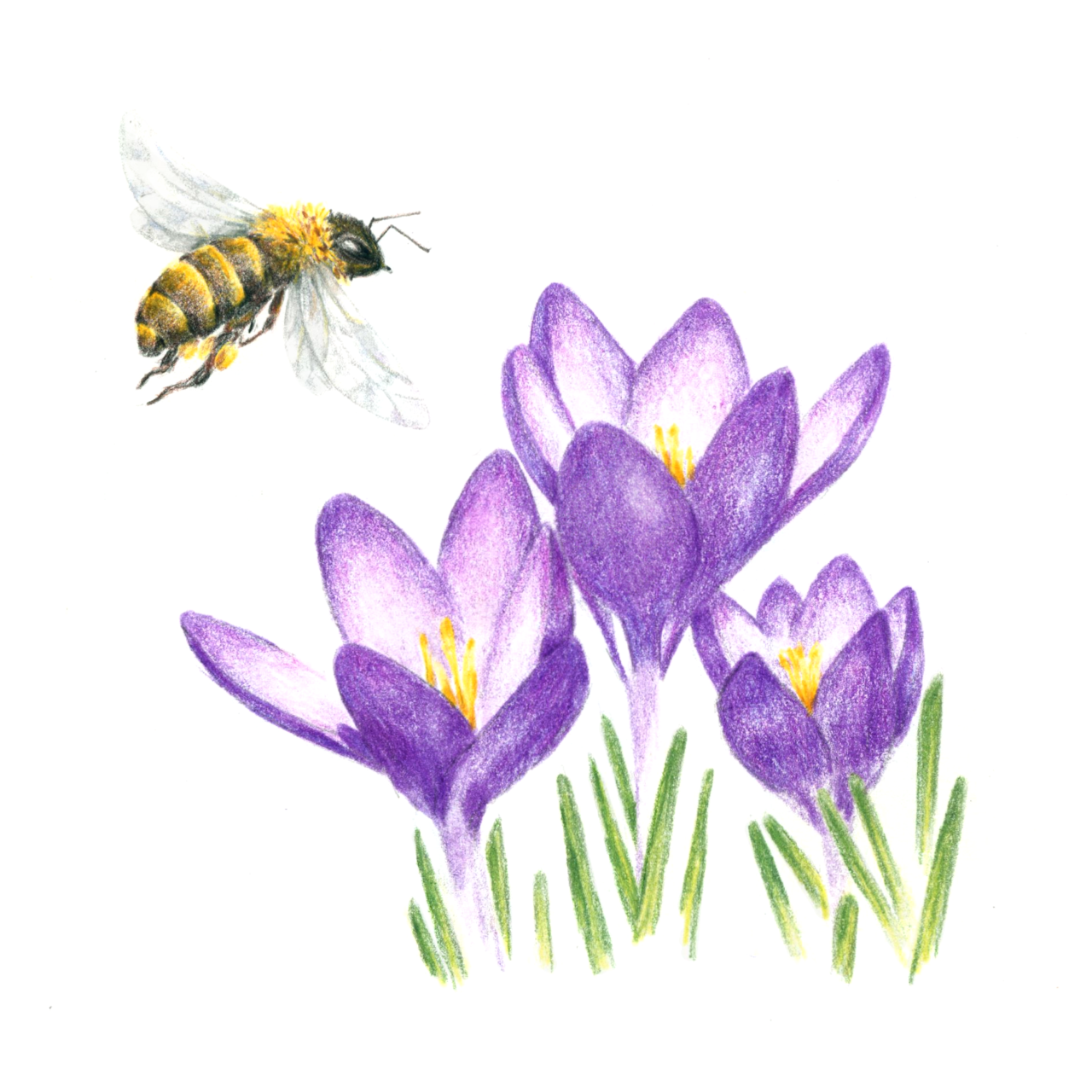 A drawing of a bee hovering around a purple flower with green leaves in right corner