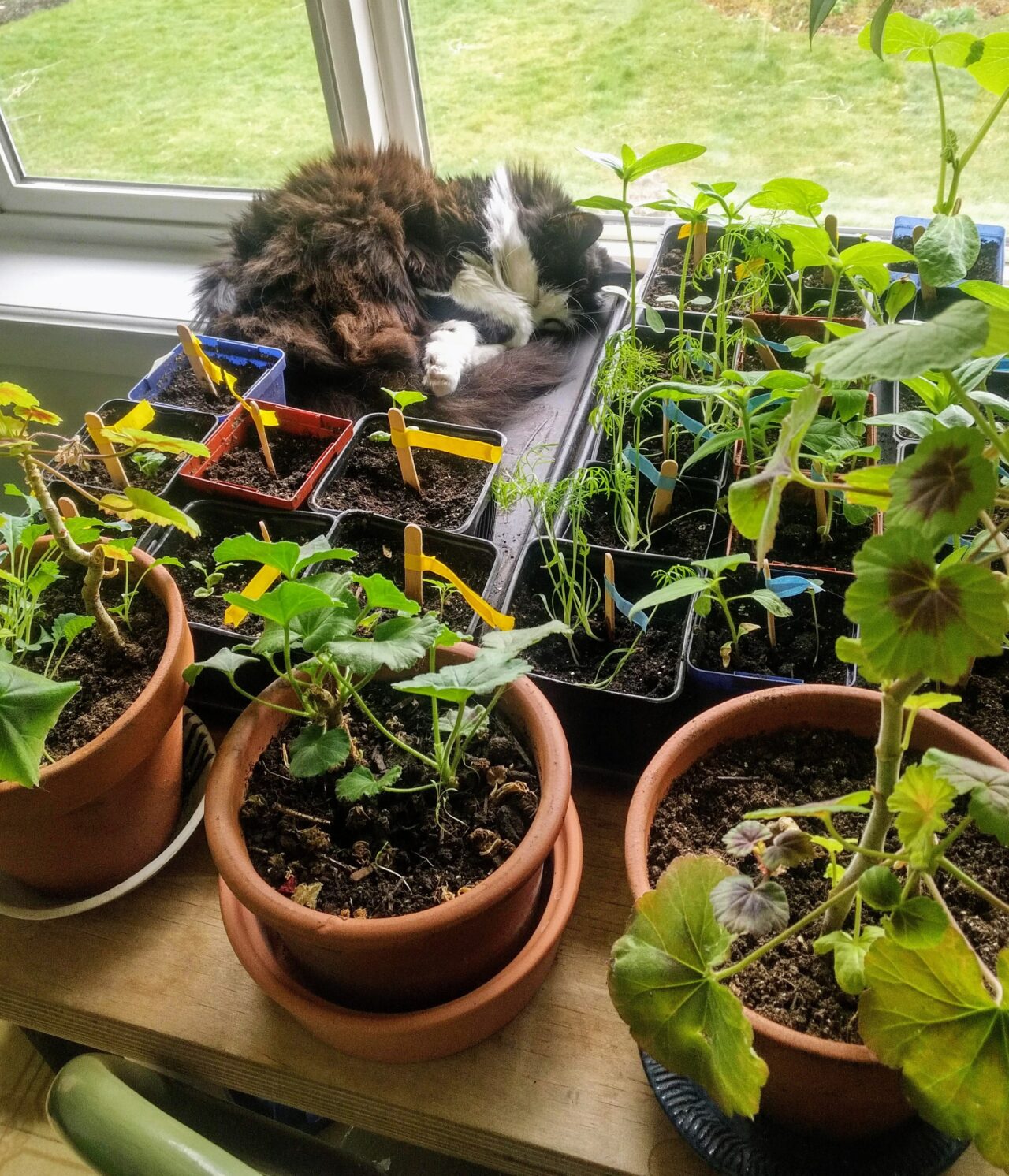 A variety of green plants and leaves in front of a window and cat curling in left corner