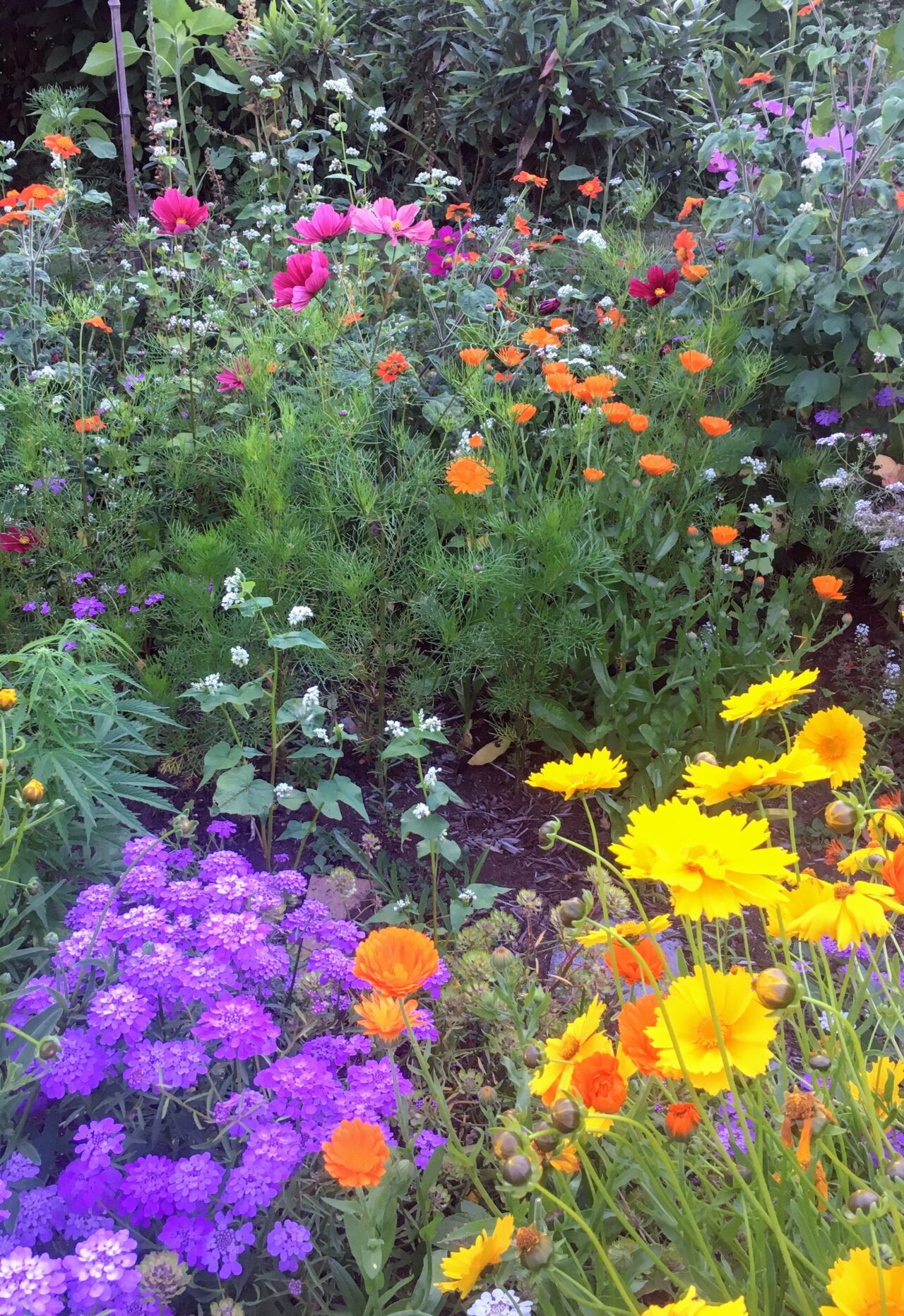 A range of yellow, purple and orange flowers in a garden