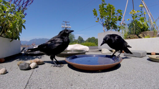 Bird Park