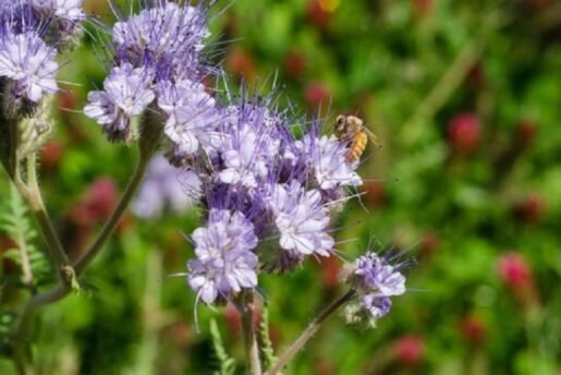 Cartiere Bees Flower Courtesy Bc Hydro X 800