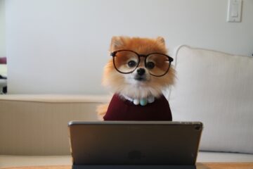 Cookie the pom si ND Di9 Rp VY unsplash