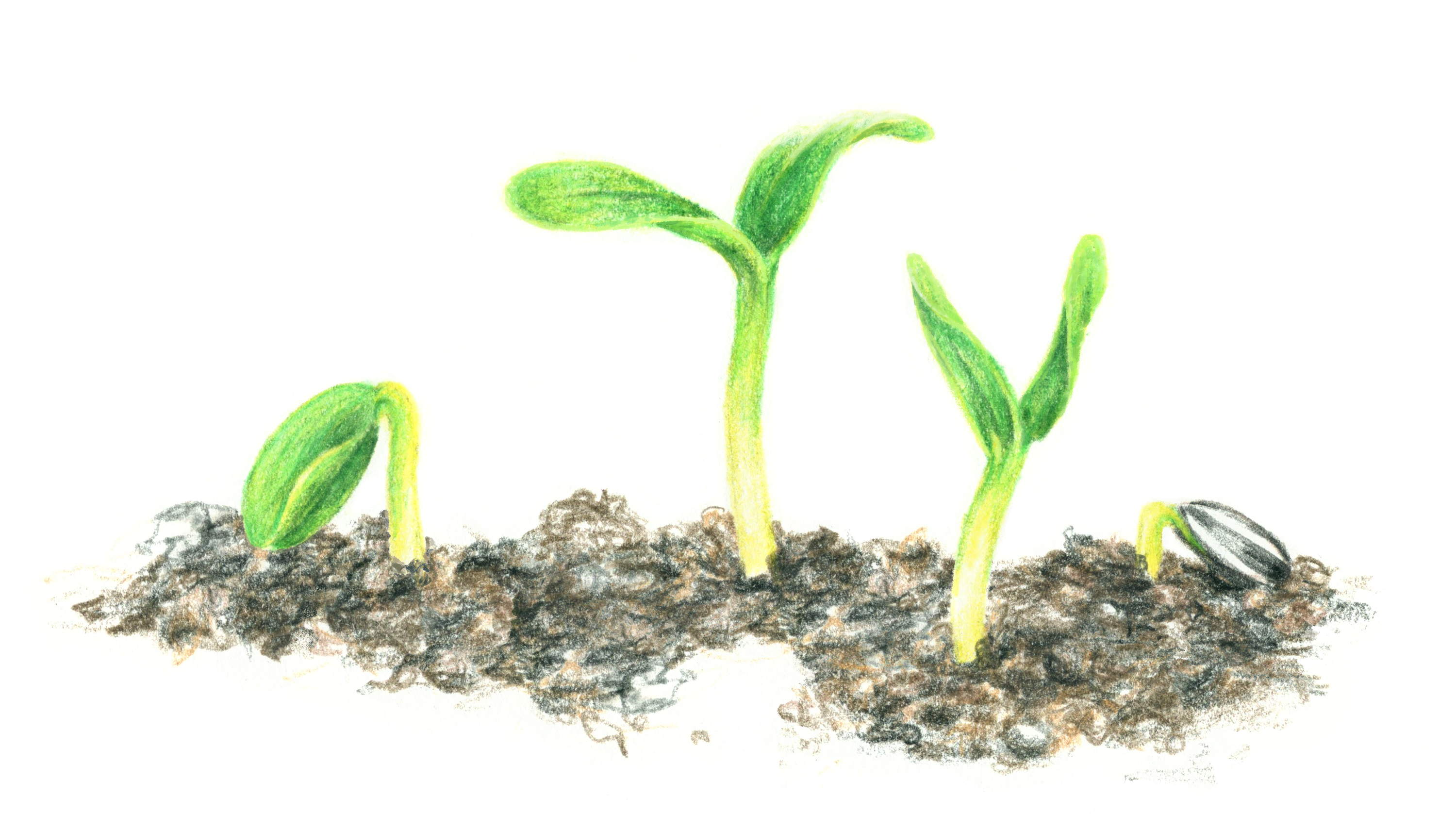 A drawing of three green sprouts in soil